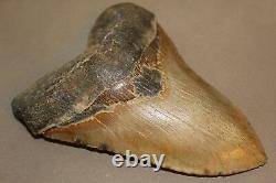 MEGALODON Fossil Giant Shark Teeth Natural Large 5.92 HUGE BEAUTIFUL TOOTH