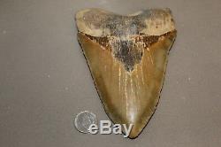 MEGALODON Fossil Giant Shark Teeth Natural Large 6.00 HUGE BEAUTIFUL TOOTH