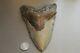 Megalodon Fossil Giant Shark Teeth Natural Large 6.00 Huge Beautiful Tooth