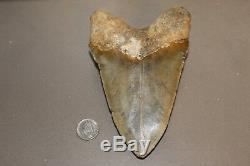 MEGALODON Fossil Giant Shark Teeth Natural Large 6.00 HUGE BEAUTIFUL TOOTH