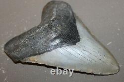 MEGALODON Fossil Giant Shark Teeth Natural Large 6.01 HUGE BEAUTIFUL TOOTH