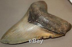 MEGALODON Fossil Giant Shark Teeth Natural Large 6.01 HUGE COMMERCIAL GRADE