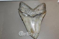 MEGALODON Fossil Giant Shark Teeth Natural Large 6.01 HUGE COMMERCIAL GRADE