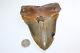Megalodon Fossil Giant Shark Teeth Natural Large 6.03 Huge Beautiful Tooth
