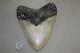 Megalodon Fossil Giant Shark Teeth Natural Large 6.03 Huge Beautiful Tooth