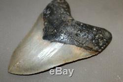 MEGALODON Fossil Giant Shark Teeth Natural Large 6.03 HUGE BEAUTIFUL TOOTH