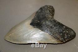 MEGALODON Fossil Giant Shark Teeth Natural Large 6.03 HUGE BEAUTIFUL TOOTH