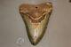 Megalodon Fossil Giant Shark Teeth Natural Large 6.13 Huge Beautiful Tooth