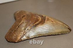MEGALODON Fossil Giant Shark Teeth Natural Large 6.13 HUGE BEAUTIFUL TOOTH