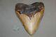 Megalodon Fossil Giant Shark Teeth Natural Large 6.16 Huge Beautiful Tooth