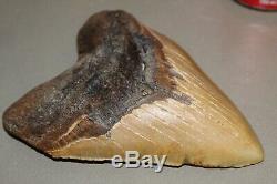 MEGALODON Fossil Giant Shark Teeth Natural Large 6.16 HUGE BEAUTIFUL TOOTH