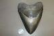 Megalodon Fossil Giant Shark Teeth Natural Large 6.16 Huge Museum Quality