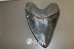 MEGALODON Fossil Giant Shark Teeth Natural Large 6.16 HUGE MUSEUM QUALITY