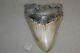 Megalodon Fossil Giant Shark Teeth Natural Large 6.20 Huge Commercial Grade