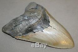 MEGALODON Fossil Giant Shark Teeth Natural Large 6.20 HUGE COMMERCIAL GRADE