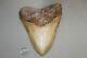 Megalodon Fossil Giant Shark Teeth Natural Large 6.26 Huge Commercial Grade
