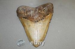 MEGALODON Fossil Giant Shark Teeth Natural Large 6.26 HUGE COMMERCIAL GRADE
