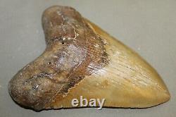 MEGALODON Fossil Giant Shark Teeth Natural Large 6.26 HUGE COMMERCIAL GRADE