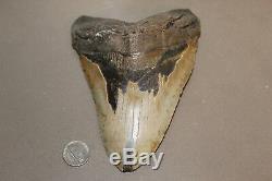 MEGALODON Fossil Giant Shark Teeth Natural Large 6.48 HUGE BEAUTIFUL TOOTH