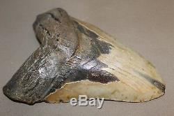 MEGALODON Fossil Giant Shark Teeth Natural Large 6.48 HUGE BEAUTIFUL TOOTH