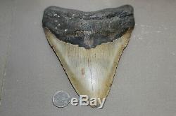 MEGALODON Fossil Giant Shark Teeth Natural Large 6.56 HUGE COMMERCIAL GRADE