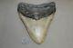 Megalodon Fossil Giant Shark Teeth Natural Large 6.56 Huge Commercial Grade
