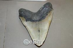 MEGALODON Fossil Giant Shark Teeth Natural Large 6.56 HUGE COMMERCIAL GRADE