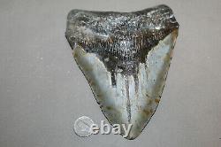MEGALODON Fossil Giant Shark Teeth Natural Large 6.57 HUGE BEAUTIFUL TOOTH