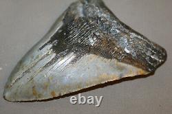 MEGALODON Fossil Giant Shark Teeth Natural Large 6.57 HUGE BEAUTIFUL TOOTH