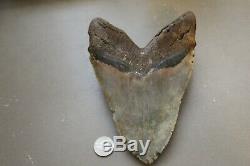 MEGALODON Fossil Giant Shark Teeth Natural Large 6.64 HUGE BEAUTIFUL TOOTH