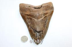 MEGALODON Fossil Giant Shark Teeth Natural Large 6.70 HUGE BEAUTIFUL TOOTH