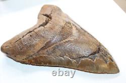 MEGALODON Fossil Giant Shark Teeth Natural Large 6.70 HUGE BEAUTIFUL TOOTH