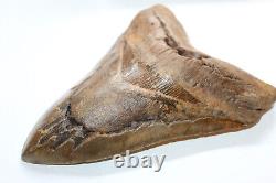 MEGALODON Fossil Giant Shark Teeth Natural Large 6.70 HUGE BEAUTIFUL TOOTH