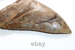 MEGALODON Fossil Giant Shark Teeth Natural Large 6.70 HUGE BEAUTIFUL TOOTH