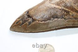 MEGALODON Fossil Giant Shark Teeth Natural Large 6.70 HUGE BEAUTIFUL TOOTH