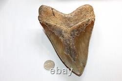MEGALODON Fossil Giant Shark Teeth Natural Large 6.70 HUGE BEAUTIFUL TOOTH