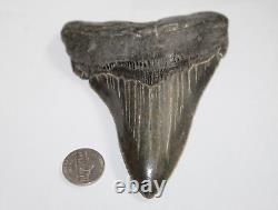 MEGALODON Fossil Giant Shark Teeth Natural No Repair 4.98 HUGE COMMERCIAL GRADE