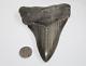 Megalodon Fossil Giant Shark Teeth Natural No Repair 4.98 Huge Commercial Grade