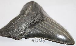 MEGALODON Fossil Giant Shark Teeth Natural No Repair 4.98 HUGE COMMERCIAL GRADE