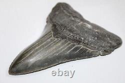 MEGALODON Fossil Giant Shark Teeth Natural No Repair 4.98 HUGE COMMERCIAL GRADE