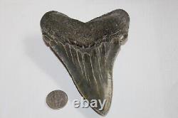 MEGALODON Fossil Giant Shark Teeth Natural No Repair 4.98 HUGE COMMERCIAL GRADE