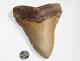 Megalodon Fossil Giant Shark Teeth Natural No Repair 6.29 Huge Beautiful Tooth