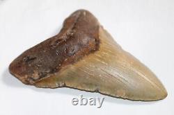 MEGALODON Fossil Giant Shark Teeth Natural No Repair 6.29 HUGE BEAUTIFUL TOOTH