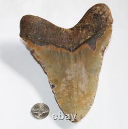 MEGALODON Fossil Giant Shark Teeth Natural No Repair 6.29 HUGE BEAUTIFUL TOOTH