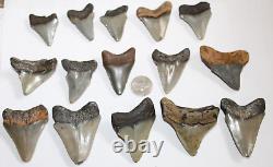 MEGALODON Fossil Giant Shark Teeth Natural No Repair LOT OF 15 BEAUTIFUL TEETH