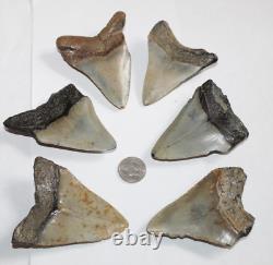 MEGALODON Fossil Giant Shark Teeth Natural No Repair LOT OF 6 BEAUTIFUL TEETH