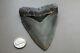 Megalodon Fossil Giant Shark Teeth Ocean No Repair 4.01 Huge Commercial Grade
