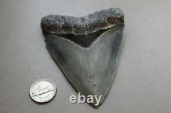 MEGALODON Fossil Giant Shark Teeth Ocean No Repair 4.01 HUGE COMMERCIAL GRADE