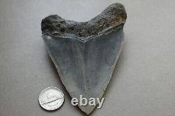 MEGALODON Fossil Giant Shark Teeth Ocean No Repair 4.01 HUGE COMMERCIAL GRADE