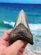 Megalodon Fossil Giant Shark Teeth Ocean No Repair 4.09 Huge Beautiful Tooth